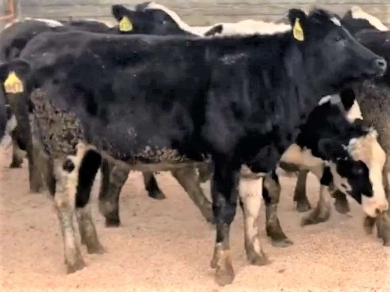 20 Bred Heifers | Due in June/July 2022 | Dams 305me Avg 33387# | 406 431 436 439 440 441 443 444 446 447 448 449 451 452 456 457 459 460 461 464