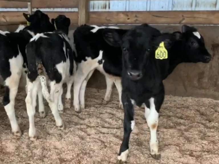 8 Open Heifers | Born July 2021 | Est Weight 300# | Dams 305me Avg 30K | 595 596 597 598 599 600 601 602