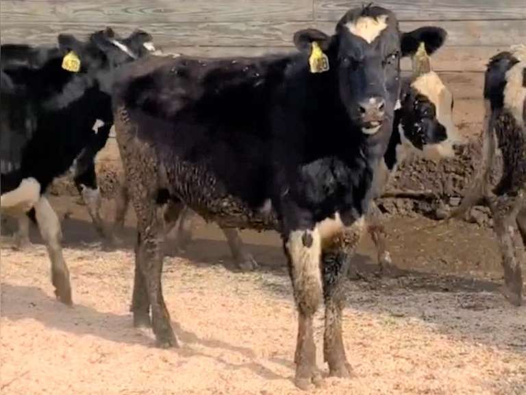 7 Bred Heifers | Due in May 2022 | Dams 305me Avg 31800# | 420 423 424 428 430 437 438