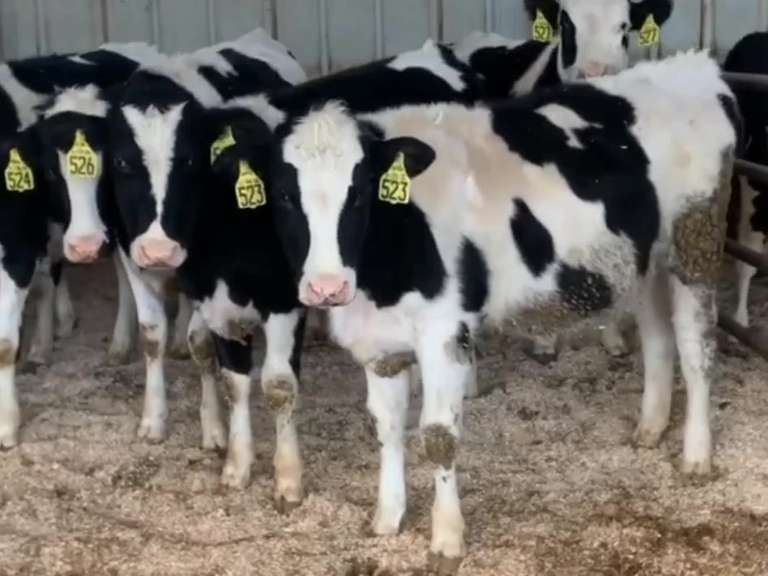 12 Open Heifers | Born 1-14 to 2-14-21 | Est Weight 600# | Dams 305me Avg 29K | 523 524 525 526 527 528 529 530 531 532 533 534