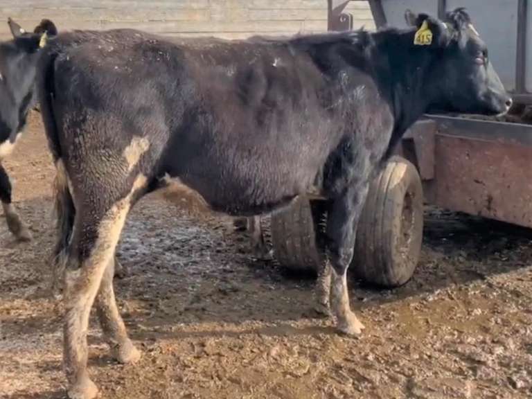 14 Bred Heifers | Due in April 2022 | Dams 305me Avg 33451# | 402 408 409 411 413 415 417 419 421 425 429 432 433 434
