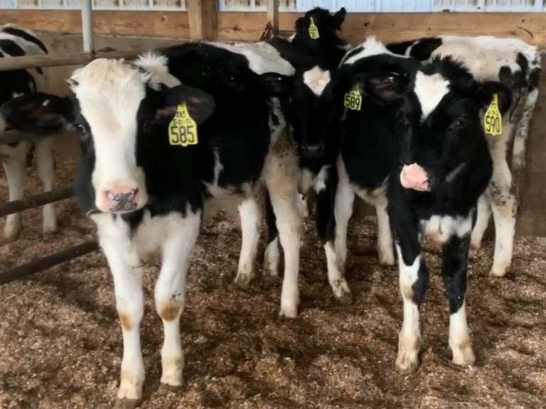 11 Open Heifers | Born 5-15 to 6-26-21 | Est Weight 375# | Dams 305me Avg 31K | 579 580 581 582 583 585 587 589 590 593 594