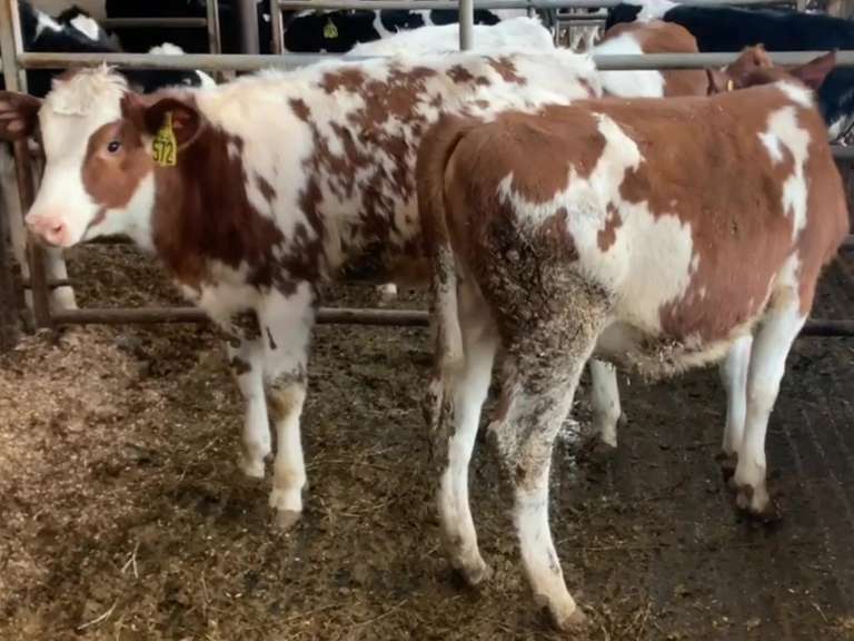 8 Red & White Open Heifers | Born 3-1 to 5-27-21 | Est Weight 400# | Dams 305me Avg 31K | 541 561 562 563 571 572 576 584