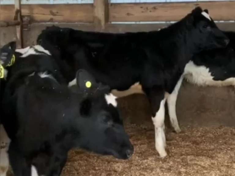 17 Open Heifers | Born August 2021 | Est Weight 250# | Dams 305me Avg 30K | 603 604 605 607 608 609 610 613 614 616 617 618 621 625 626 627 629