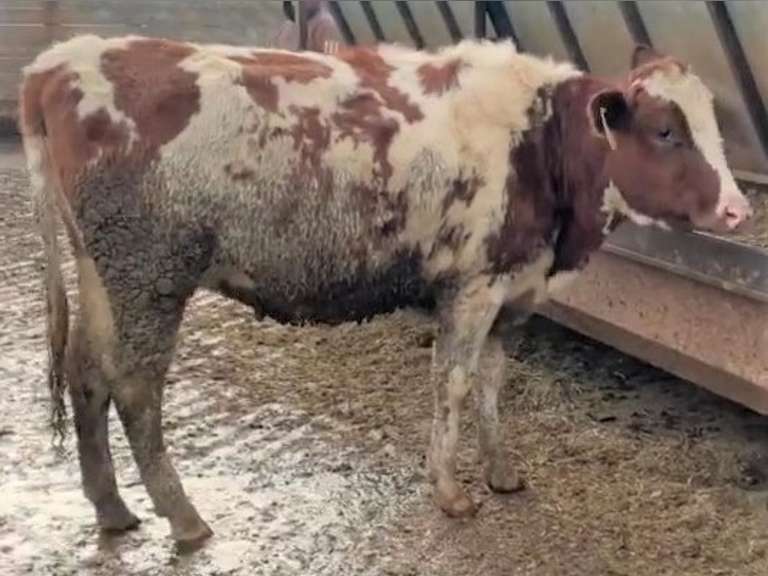 Due In March | D305me 31707# | Born 5-10-20