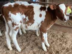 3 R&W Heifer Calves | Born 9-19 to 10-19-21 | On Milk (641 is weaned ) | 641 648 655