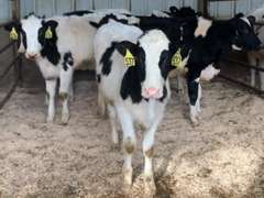11 Open Heifers | Born 2-18 to 3-14-21 | Est Weight 525# | Dams 305me Avg 27K | 535 536 537 538 539 540 542 543 544 546 547