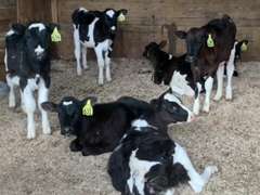 13 Weaned Calves | Born Sept 21 | Est Weight 200# | Dams 305me Avg 27K | 630 631 632 633 634 635 636 637 638 640 642 644 645