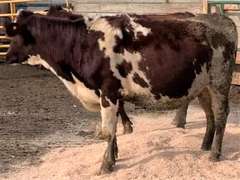 5 Red & White Holstein Bred Heifers | Due in January 2022 | Dams 305me Avg 31071# | 354 376 378 380 392