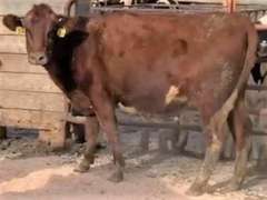 5 Red & White Holstein Bred Heifers | Due in January 2022 | Dams 305me Avg 31071# | 354 376 378 380 392