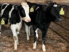 10 Open Heifers | Born 4-14 to 5-14-21 | Est Weight 450# | Dams 305me Avg 29K | 564 566 567 568 569 570 573 574 575 577