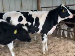 11 Open Heifers | Born 12-16-20 to 1-6-21 | Est Weight 650# | Dams 305me Avg 28K | 510 511 512 513 514 516 517 518 519 520 521