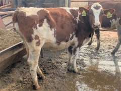 2 Red & White Holstein Open Heifers | Born Oct '20 | Est Weight 700# | Dams 305me Avg 33K | 478 484