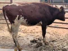 2 Red & White Holstein Open Heifers | Born Oct '20 | Est Weight 700# | Dams 305me Avg 33K | 478 484