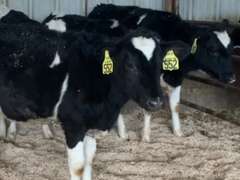 12 Open Heifers | Born 3-16 to 4-7-21 | Est Weight 450# | Dams 305me Avg 30K | 548 549 550 551 552 553 554 555 556 557 559 560