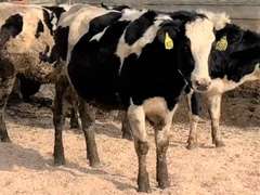 14 Bred Heifers | Due in April 2022 | Dams 305me Avg 33451# | 402 408 409 411 413 415 417 419 421 425 429 432 433 434