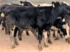 20 Bred Heifers | Due in June/July 2022 | Dams 305me Avg 33387# | 406 431 436 439 440 441 443 444 446 447 448 449 451 452 456 457 459 460 461 464