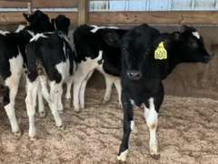 8 Open Heifers | Born July 2021 | Est Weight 300# | Dams 305me Avg 30K | 595 596 597 598 599 600 601 602