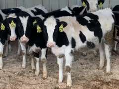 12 Open Heifers | Born 1-14 to 2-14-21 | Est Weight 600# | Dams 305me Avg 29K | 523 524 525 526 527 528 529 530 531 532 533 534