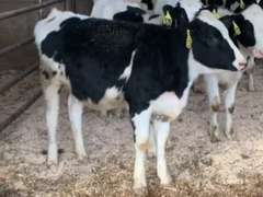 10 Open Heifers | Born 11-22 to 12-12-20 | Est Weight 700# | Dams 305me Avg 32K | 496 497 499 501 502 503 504 506 507 509