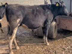14 Bred Heifers | Due in April 2022 | Dams 305me Avg 33451# | 402 408 409 411 413 415 417 419 421 425 429 432 433 434