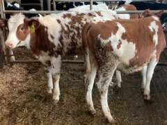 8 Red & White Open Heifers | Born 3-1 to 5-27-21 | Est Weight 400# | Dams 305me Avg 31K | 541 561 562 563 571 572 576 584