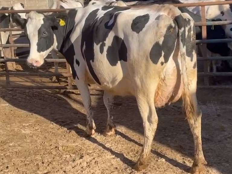 4 Dry Cows | Coming 2nd Calf | Lact Avg SCC 1.1 | 305me Avg 32722# | All 4 Stars | 1079 1084 1094 1095 | Index 2479 2484 2494 2495