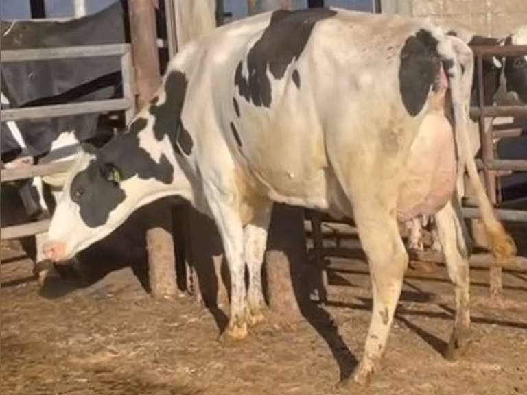 4 Preg 1st Lact | Due 5-5 to 6-15 | Group Avg 89# 4.5% Fat 3.5%P SCC-47K | All 4 & 5 STARS ! | 1090 1106 1109 1113 | Index 2490 2506 2509 2513