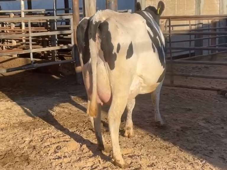 4 Preg 1st Lact | Due 5-5 to 6-15 | Group Avg 89# 4.5% Fat 3.5%P SCC-47K | All 4 & 5 STARS ! | 1090 1106 1109 1113 | Index 2490 2506 2509 2513