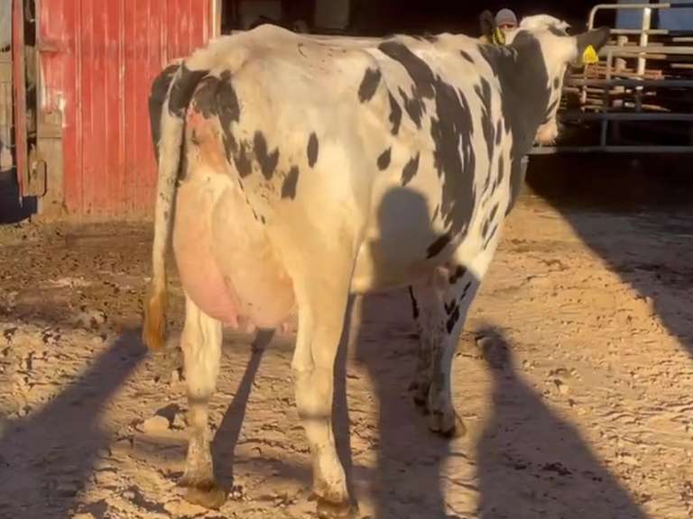 Fresh 4-1-21 Mkg 95# 3.7 3.2 SCC-44K 2nd Lact 305me 36999 Due 4-10 to 7H15197 Sire 7H12198 Mgs 7H12134 | 5 3 4 4 3 13 Y | 5 STAR | 2511