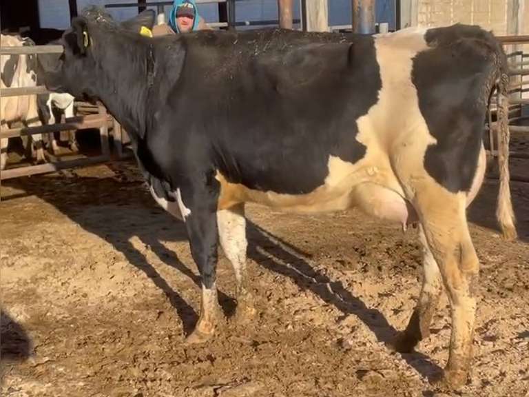 4 Fresh 1st Lact | Fresh 10-5 to 10-20 | Group Avg 89# 5% Fat 2.8%P SCC-64K | All 4 & 5 STARS ! | 1133 1143 1148 1149 | Index 2533 2543 2548 2549