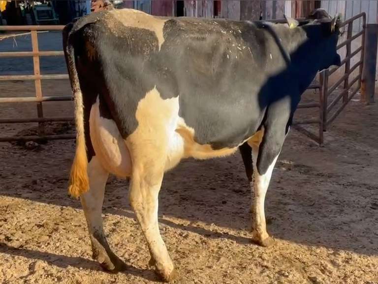 Fresh 5-8-21  Mkg 93  6.3  3.2  SCC(K) 76  Lact 1  Due 5-9  to 7HO15094   305me 33387 Sire 7HO12105 MGS 7HO13022 | 4 3 4 4 3 13 Y |  | 2519