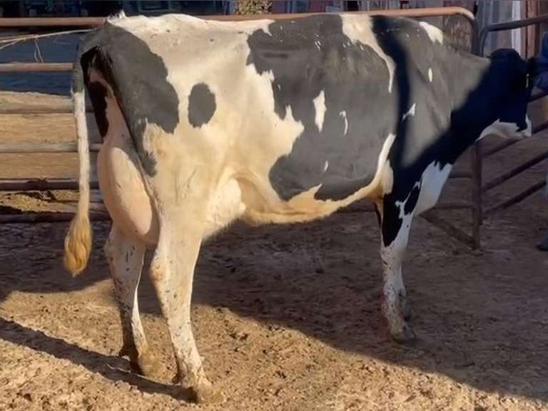 Fresh 10-26-21  Mkg 95  4.2  2.9  SCC(K) 152  Lact 2         305me 34461 Sire 7HO12198 MGS 7HO8946 | 4 3 3 3 2 13  | 4 STAR | 2480