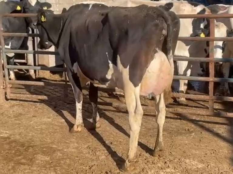 Fresh 8-10-21  Mkg 108  4  3  SCC(K) 13  Lact 2  Bred 11-8  to 7HO15002   305me 34999 Sire 7HO12115 MGS 7HO10228 | 5 3 3 3 2 12 Y | 5 STAR | 2454