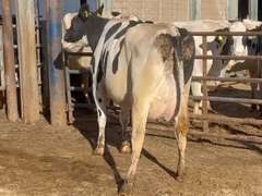 4 Preg 1st Lact | Due 5-5 to 6-15 | Group Avg 89# 4.5% Fat 3.5%P SCC-47K | All 4 & 5 STARS ! | 1090 1106 1109 1113 | Index 2490 2506 2509 2513