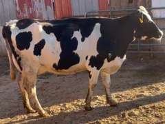 5 Fresh 1st Lact | Fresh 9-12 to 10-28-21 | Group Avg 75# 5% Fat 3.0%P SCC-47K | All 4 & 5 STARS ! | 1130 1132 1134 1141 1150 | Index 2530 2532 2534 2541 2550