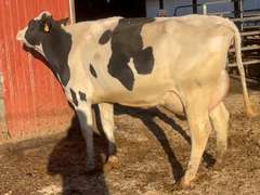 Fresh 8-29-21  Mkg 82  4.3  3.1  SCC(K) 20  Lact 1         305me 29231 Sire 7HO12266 MGS 7HO11767 | 4 4 3 4 2 12 Y | 4 STAR | 2529
