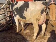 4 Preg 1st Lact | Due 5-5 to 6-15 | Group Avg 89# 4.5% Fat 3.5%P SCC-47K | All 4 & 5 STARS ! | 1090 1106 1109 1113 | Index 2490 2506 2509 2513