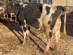 5 Fresh 1st Lact | Fresh 9-12 to 10-28-21 | Group Avg 75# 5% Fat 3.0%P SCC-47K | All 4 & 5 STARS ! | 1130 1132 1134 1141 1150 | Index 2530 2532 2534 2541 2550
