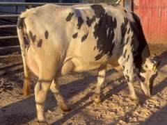 Fresh 4-1-21 Mkg 95# 3.7 3.2 SCC-44K 2nd Lact 305me 36999 Due 4-10 to 7H15197 Sire 7H12198 Mgs 7H12134 | 5 3 4 4 3 13 Y | 5 STAR | 2511