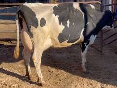 Fresh 10-26-21  Mkg 95  4.2  2.9  SCC(K) 152  Lact 2         305me 34461 Sire 7HO12198 MGS 7HO8946 | 4 3 3 3 2 13  | 4 STAR | 2480