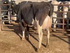 Fresh 8-10-21  Mkg 108  4  3  SCC(K) 13  Lact 2  Bred 11-8  to 7HO15002   305me 34999 Sire 7HO12115 MGS 7HO10228 | 5 3 3 3 2 12 Y | 5 STAR | 2454