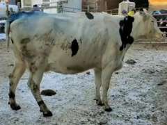 Dry & Dry Treated Due 2-24 to Tactic w/ 3rd Calf Sire: Lottie (3/3/2/3/3)