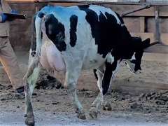Fresh 10-30 Mkg 48# 4.0 2.7 SCC-12K Bred 1-8 to Shalom Sire: Tyrone (4/3/3/2/3)