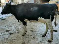 Fresh 1-14 Mkg 65# 4.5 3.6 SCC-31K 2nd Lact Sire: Thorn (4/3/3/3/3)