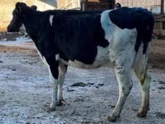 Dry & Dry Treated Due 4-2 to Porter w/ 2nd Calf Sire: Bedie (3/3/3/3/2)