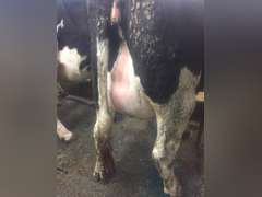 Fresh 2-15 1st Lact Sire: MEASEL
