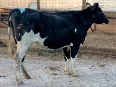 Dry & Dry Treated Due 4-13 to Porter w/ 2nd Calf Sire: Pesky (3/3/3/3/3)