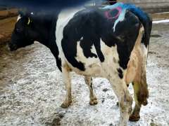 Fresh 9-28 Mkg 46# 4.8 3.3 SCC-4K 2nd Lact Bred 2-5 to Spotofy Sire: Thorn (4/3/3/3/2)