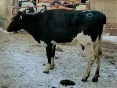Fresh 9-4 Mkg 54# 4.5 3.1 SCC-258K 1st Lact Bred 1-8 to Shalom (3/3/3/3/2)